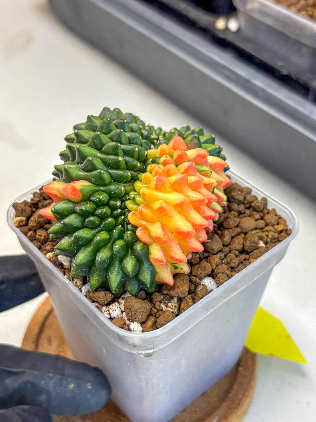 Gymnocalycium Inermis Cristata (gy2) (yy) | Variegated Cactus