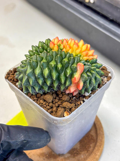 Gymnocalycium Inermis Cristata (gy2) (yy) | Variegated Cactus