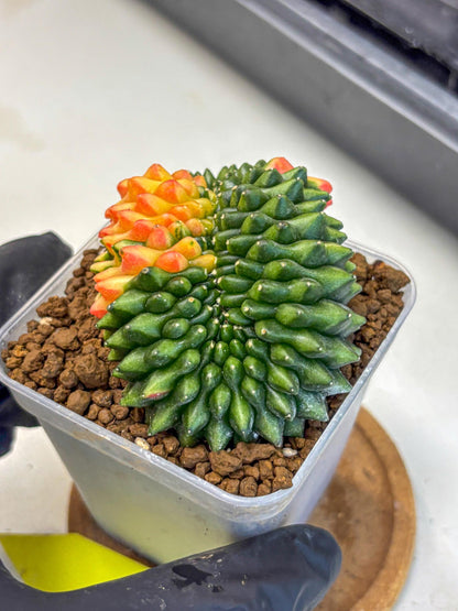 Gymnocalycium Inermis Cristata (gy2) (yy) | Variegated Cactus