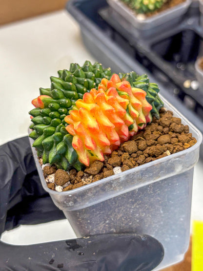 Gymnocalycium Inermis Cristata (gy2) (yy) | Variegated Cactus
