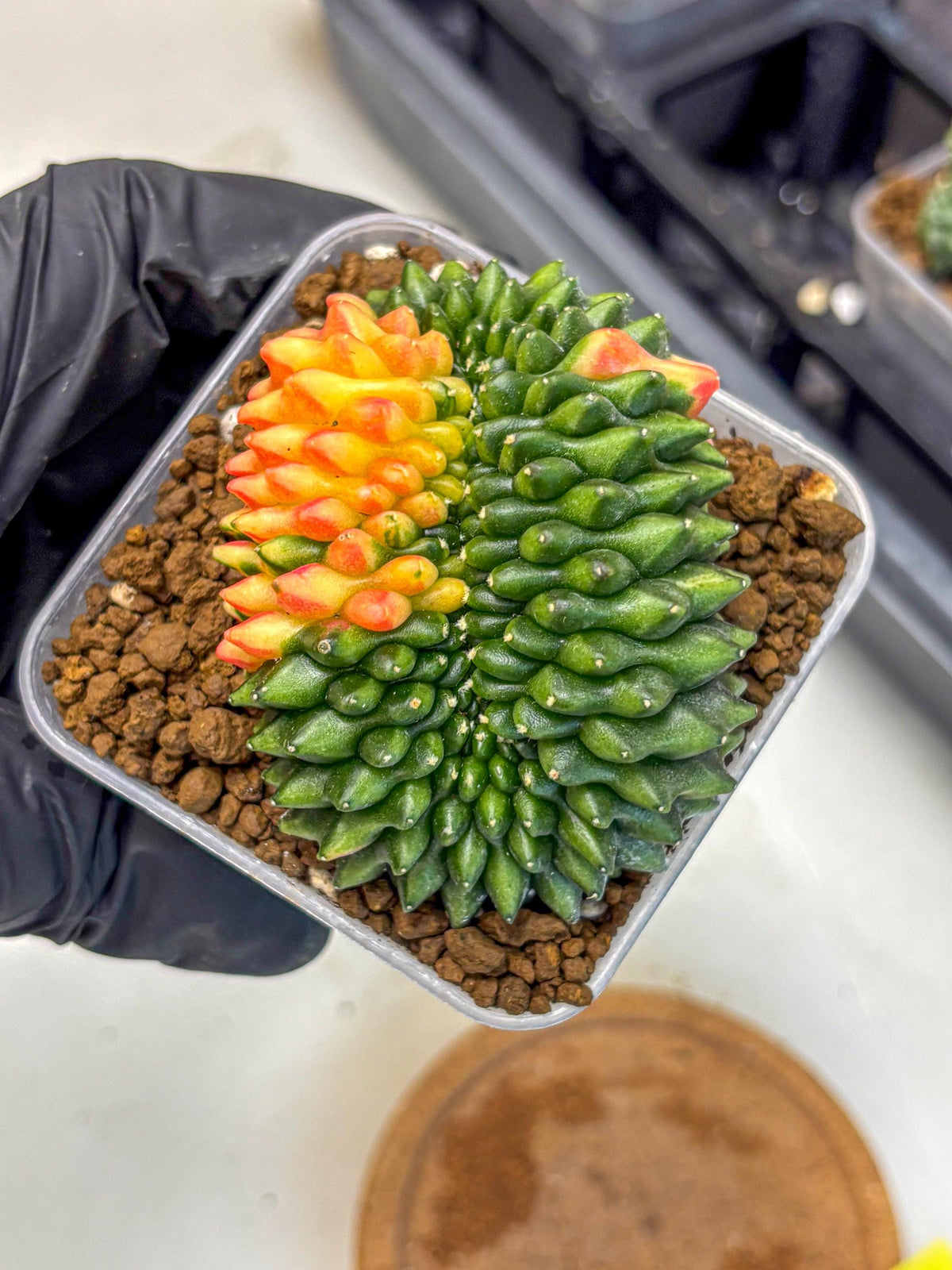 Gymnocalycium Inermis Cristata (gy2) (yy) | Variegated Cactus