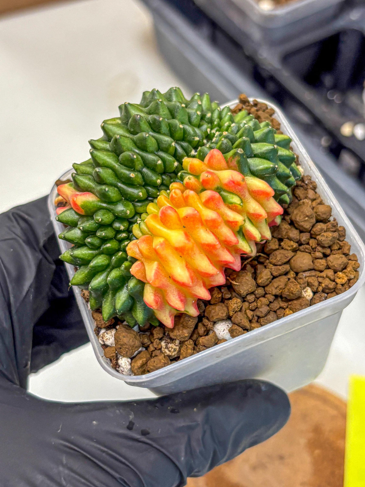 Gymnocalycium Inermis Cristata (gy2) (yy) | Variegated Cactus