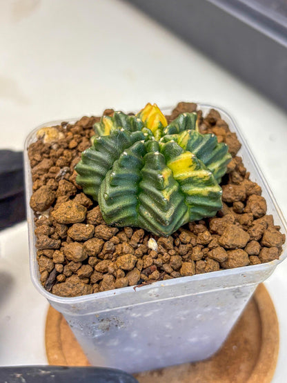 Gymnocalycium Inermis Var (gy5) (3) | Original Form