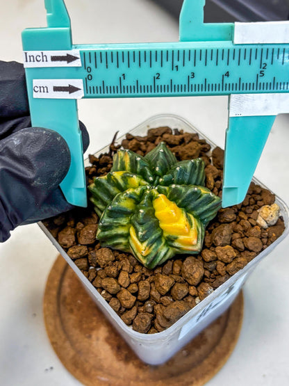 Gymnocalycium Inermis Var (gy5) (3) | Original Form
