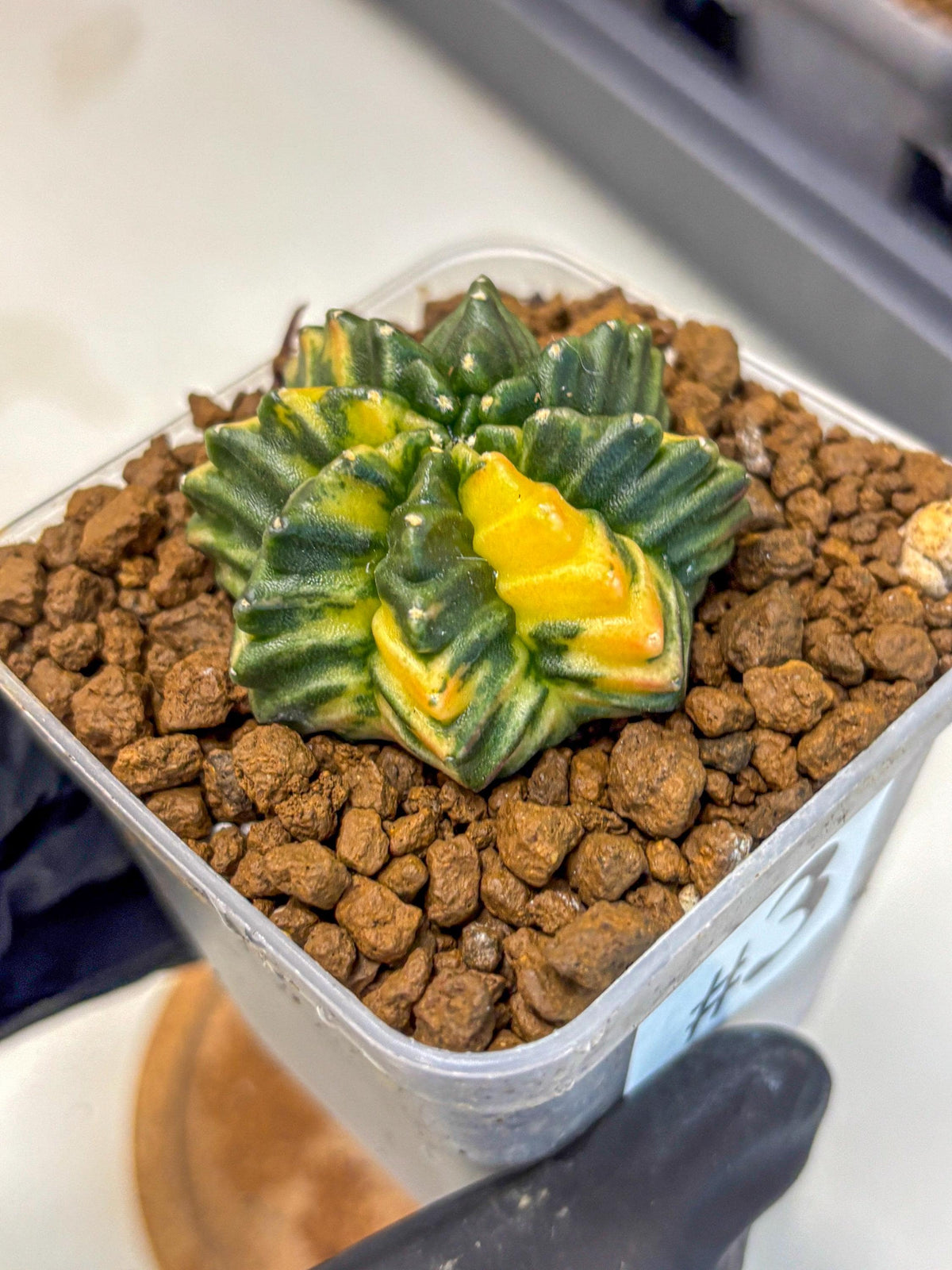 Gymnocalycium Inermis Var (gy5) (3) | Original Form