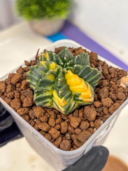 Gymnocalycium Inermis Var (gy5) (3) | Original Form