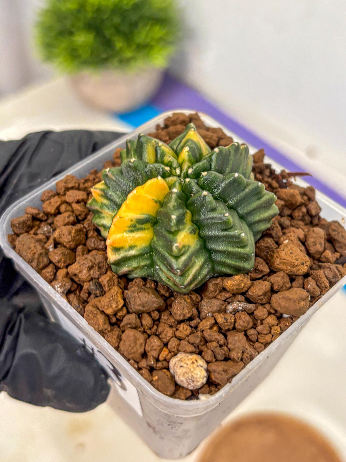 Gymnocalycium Inermis Var (gy5) (3) | Original Form