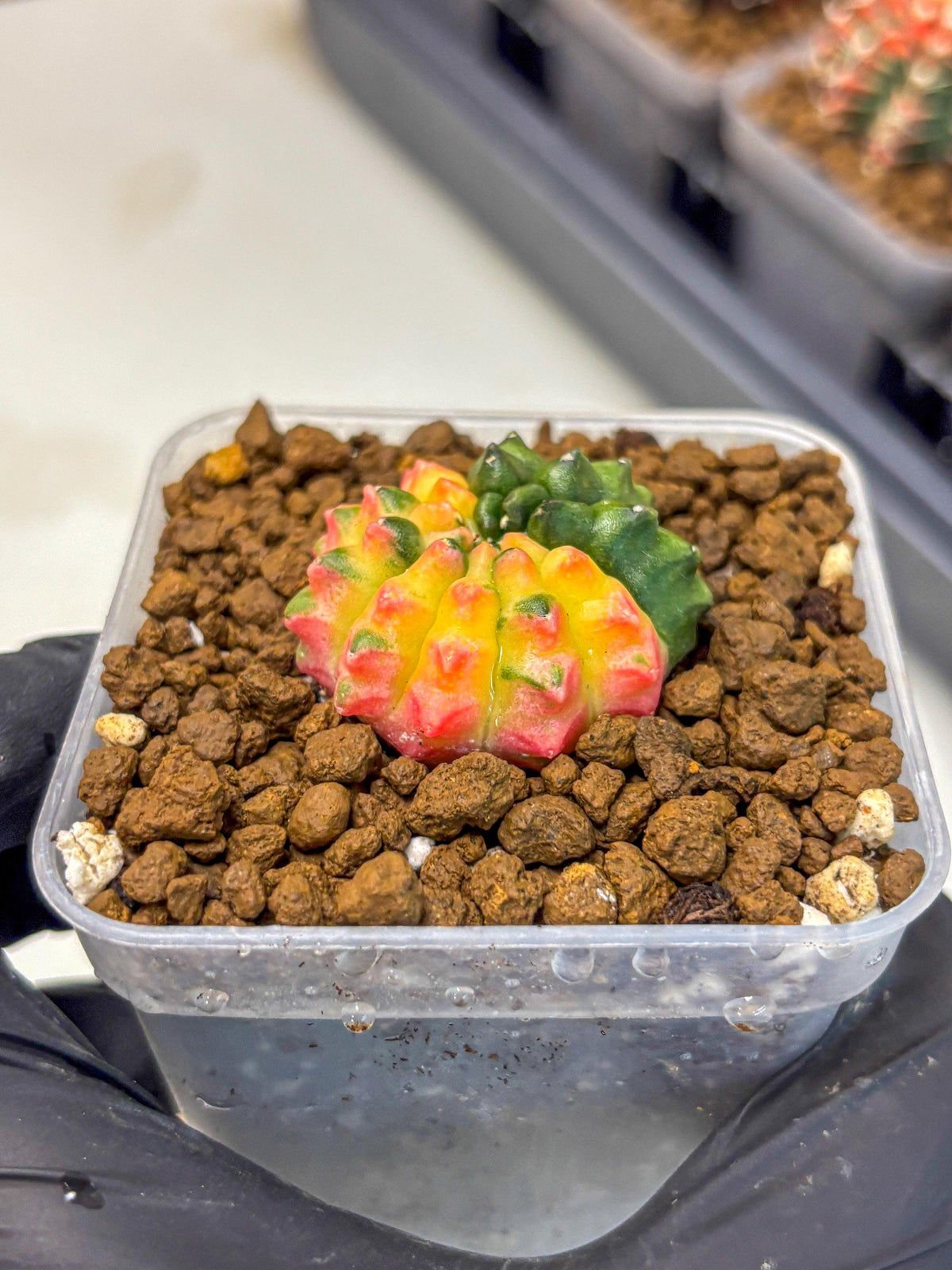 Gymnocalycium Inermis Var (gy5) (5) | Original Form