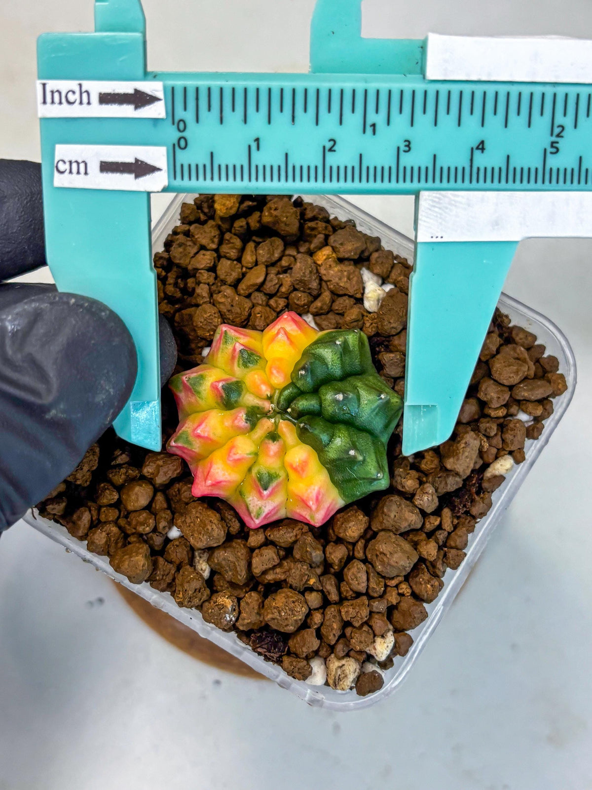 Gymnocalycium Inermis Var (gy5) (5) | Original Form