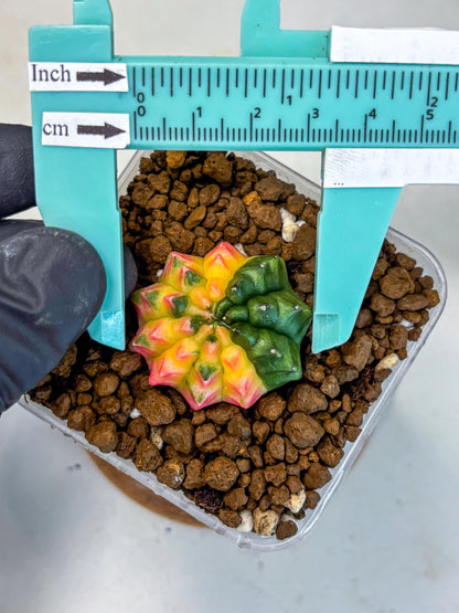 Gymnocalycium Inermis Var (gy5) (5) | Original Form