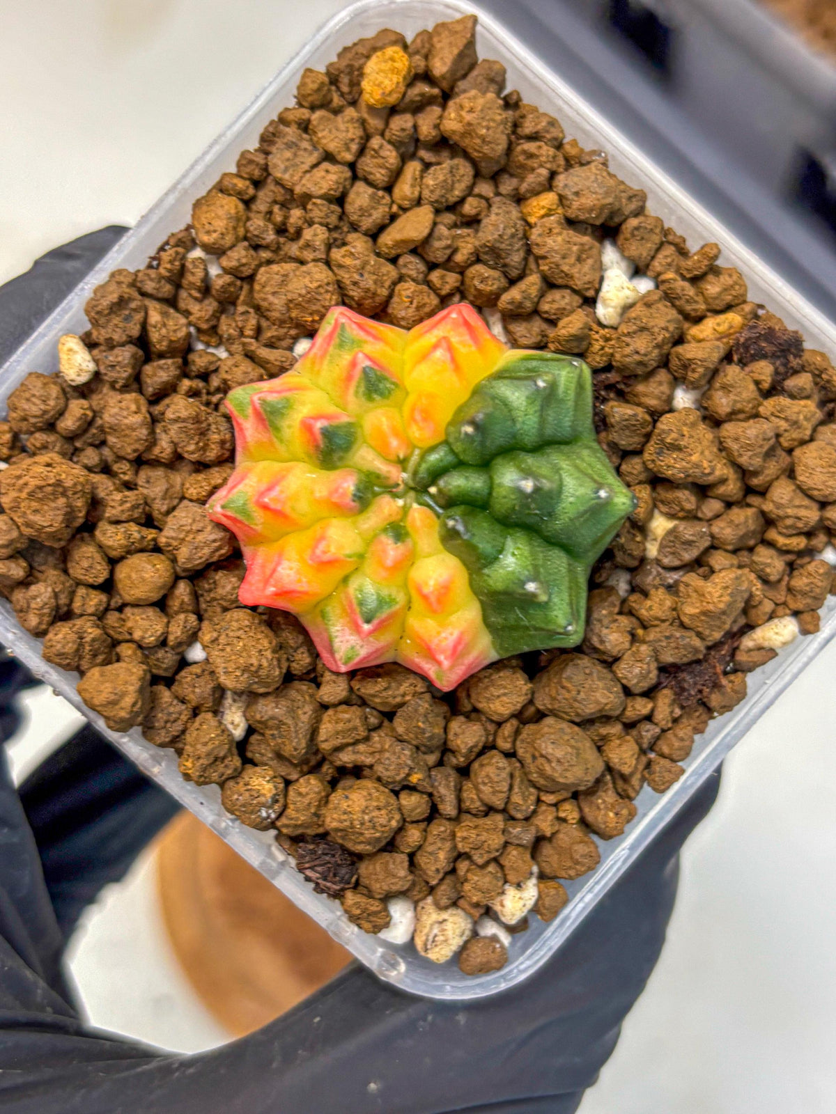 Gymnocalycium Inermis Var (gy5) (5) | Original Form