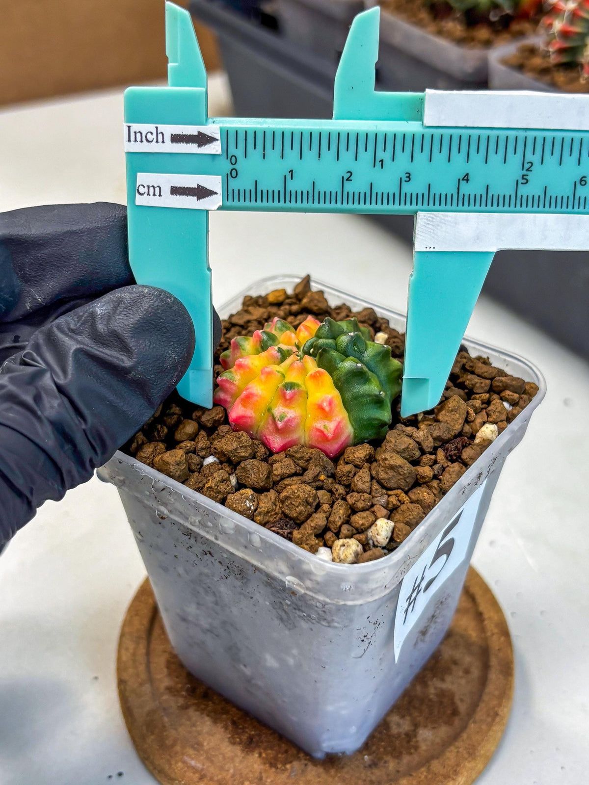 Gymnocalycium Inermis Var (gy5) (5) | Original Form