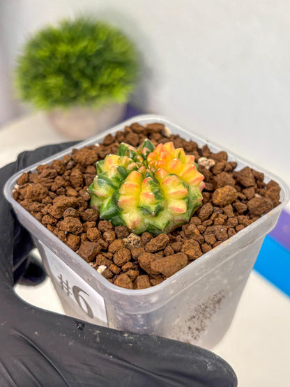 Gymnocalycium Inermis Var (gy5) (6) | Original Form