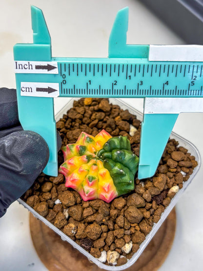 Gymnocalycium Inermis Var (gy5) (5) | Original Form