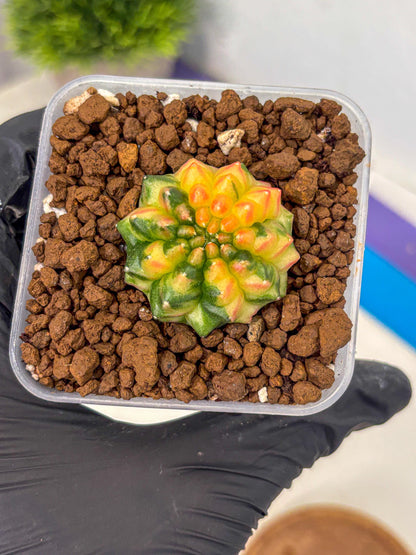 Gymnocalycium Inermis Var (gy5) (6) | Original Form
