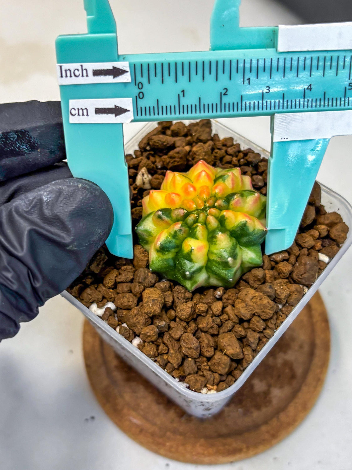 Gymnocalycium Inermis Var (gy5) (6) | Original Form