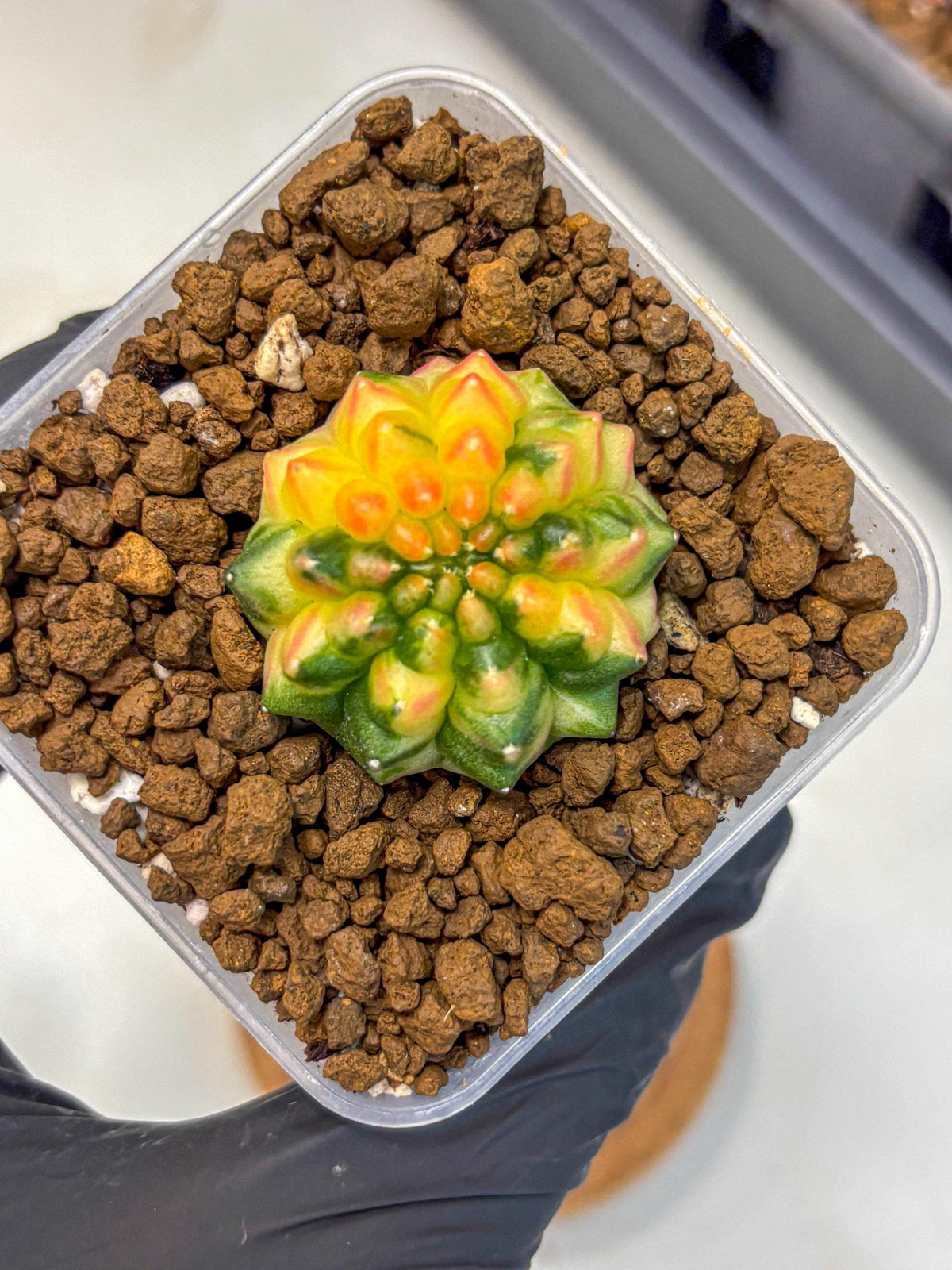 Gymnocalycium Inermis Var (gy5) (6) | Original Form