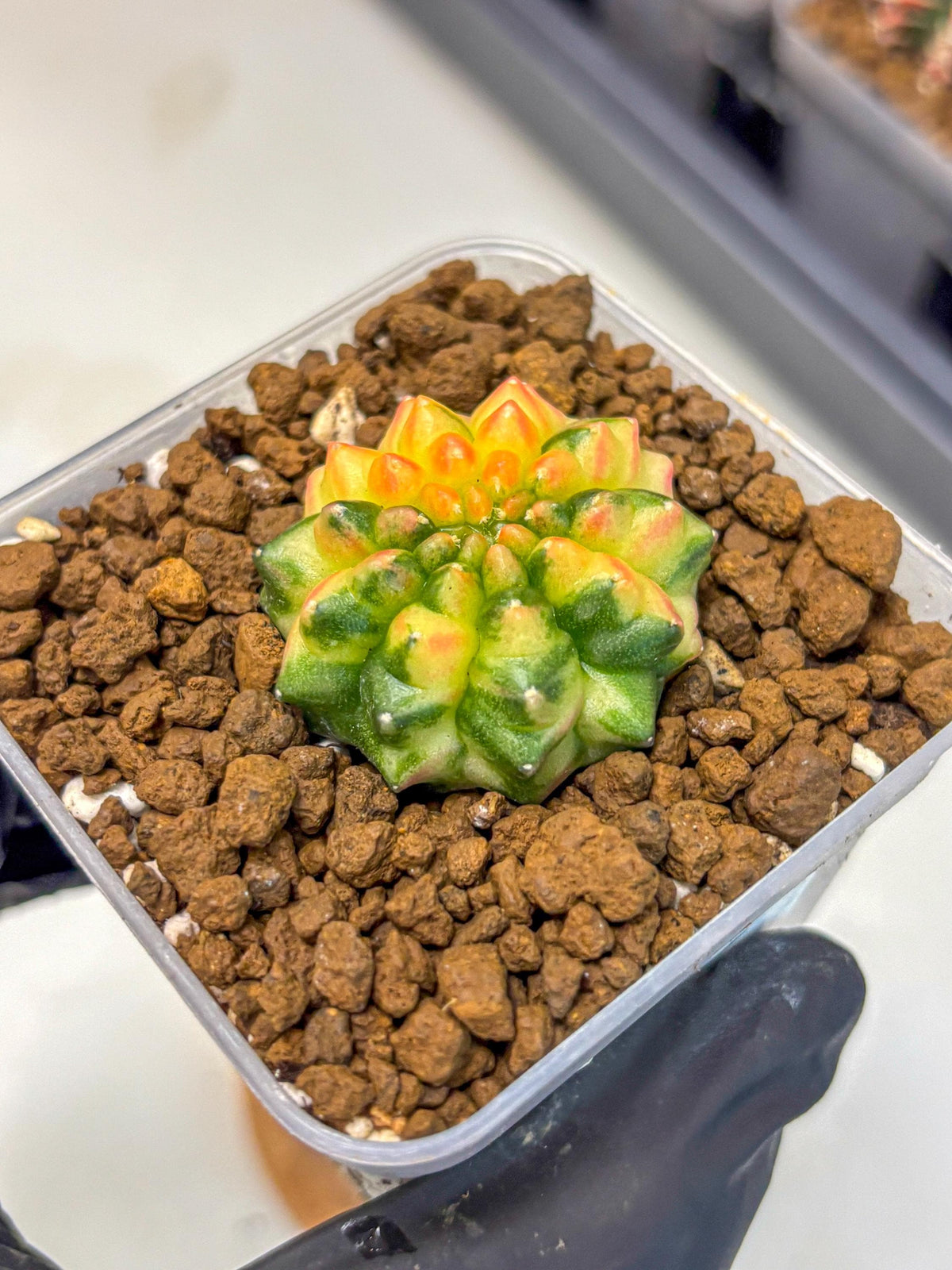 Gymnocalycium Inermis Var (gy5) (6) | Original Form