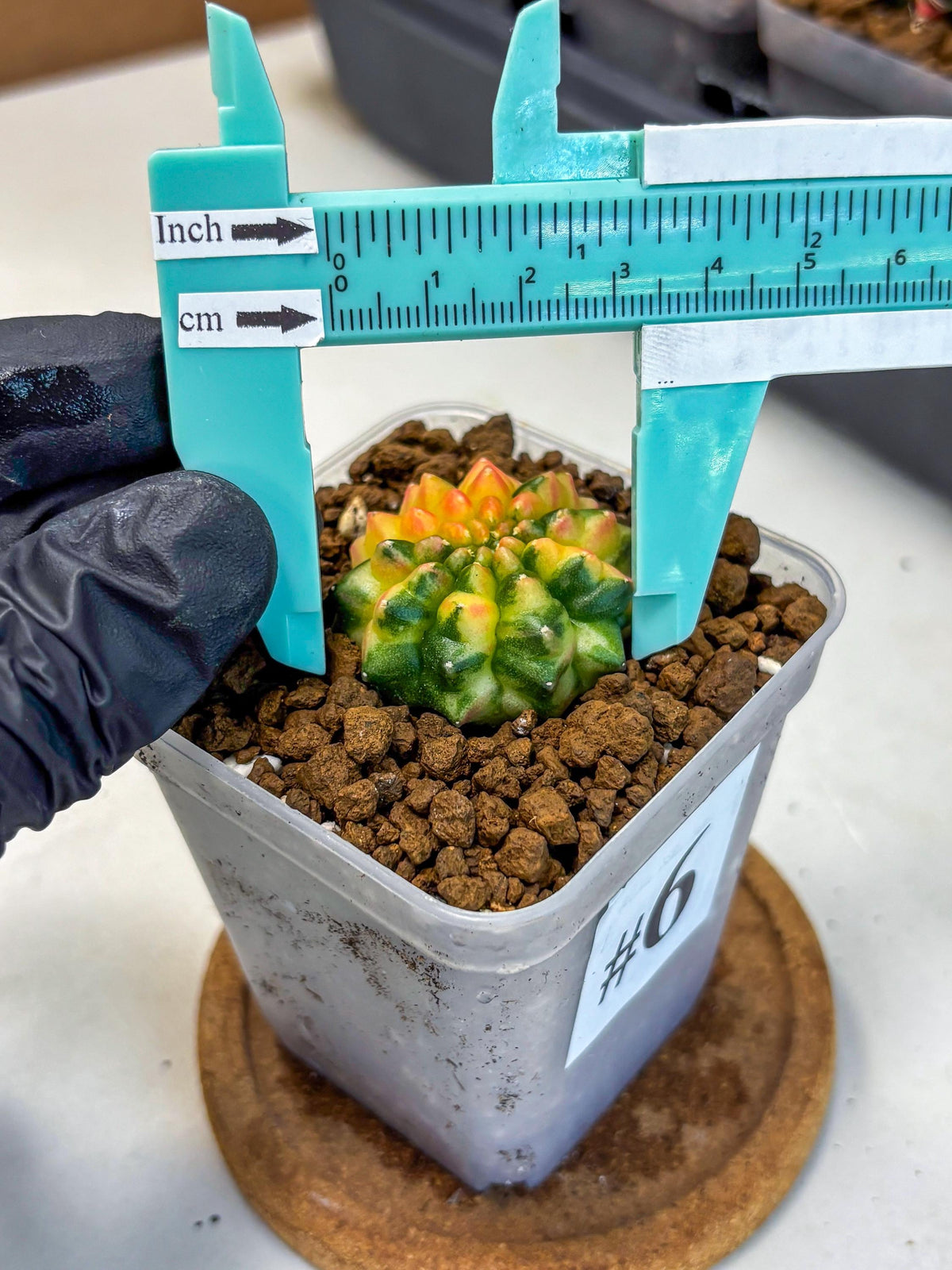 Gymnocalycium Inermis Var (gy5) (6) | Original Form