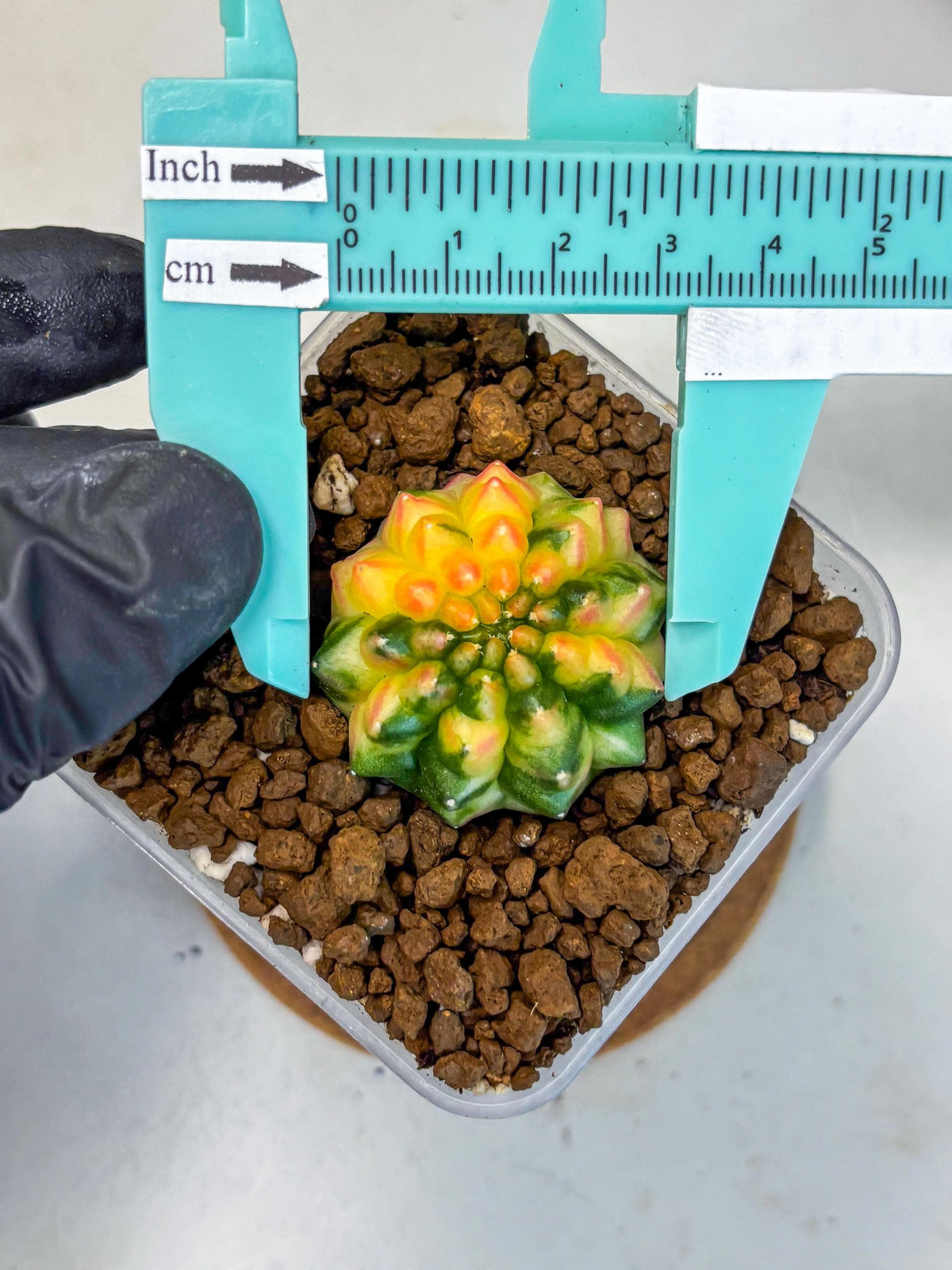 Gymnocalycium Inermis Var (gy5) (6) | Original Form