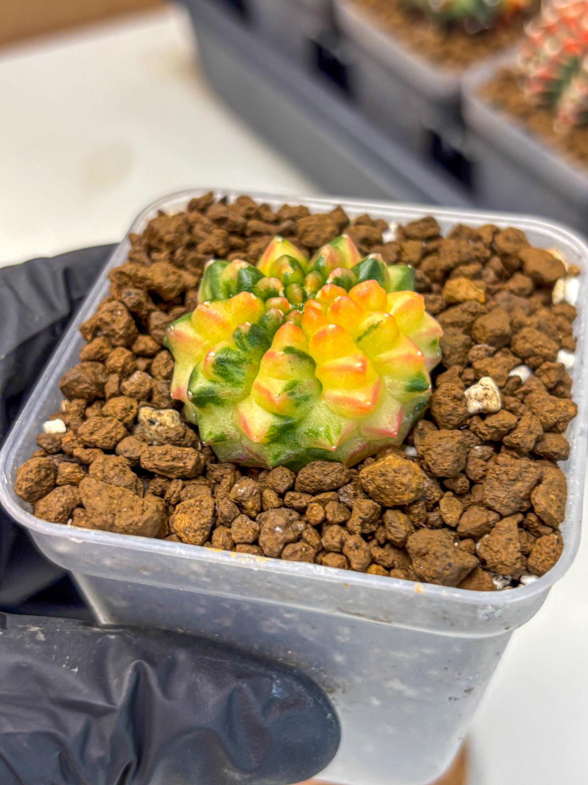 Gymnocalycium Inermis Var (gy5) (6) | Original Form