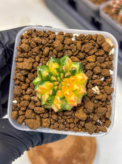 Gymnocalycium Inermis Var (gy5) (6) | Original Form