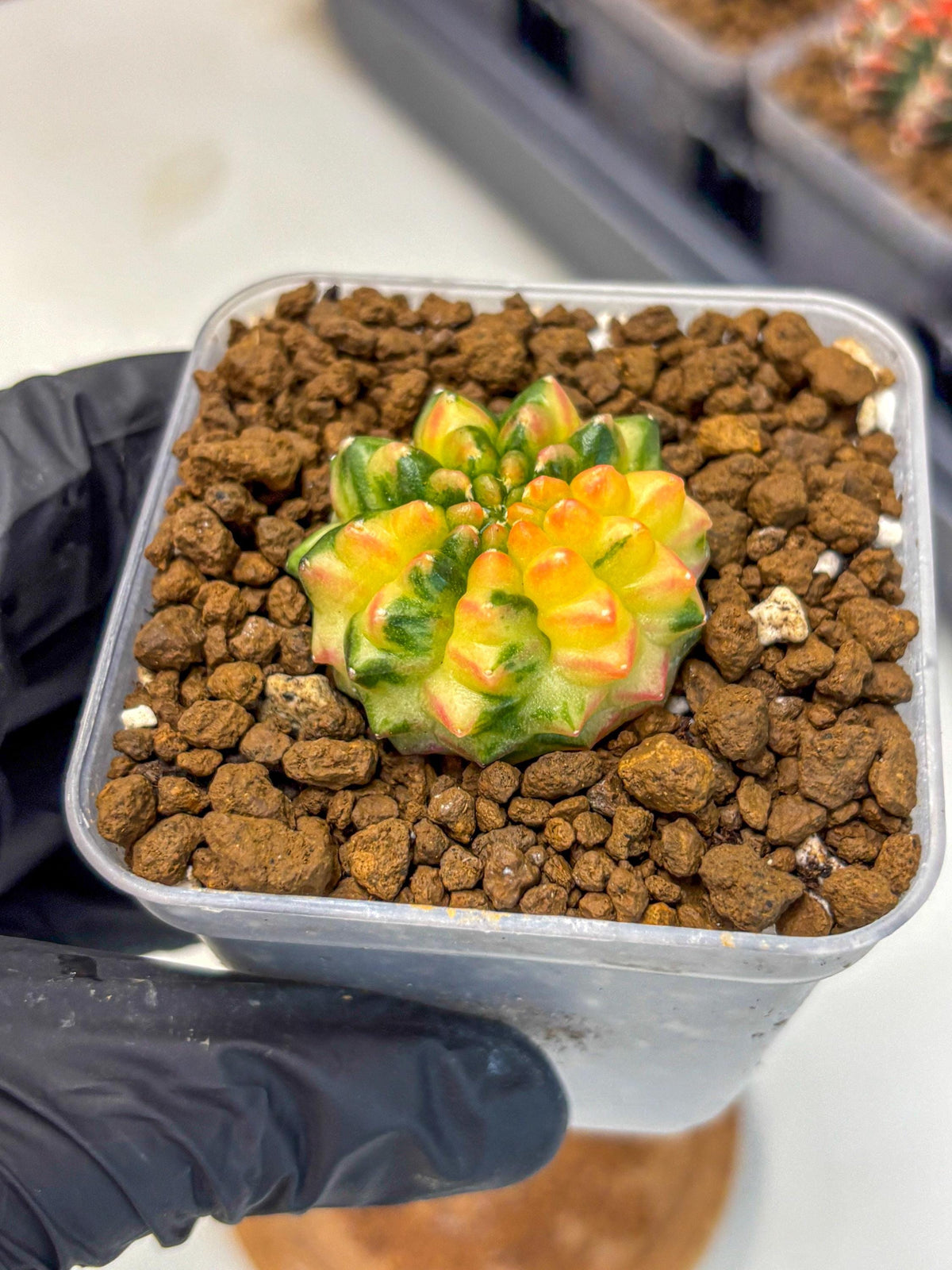 Gymnocalycium Inermis Var (gy5) (6) | Original Form