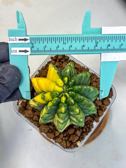 Gymnocalycium Inermis Var (gy5) (8) | Original Form