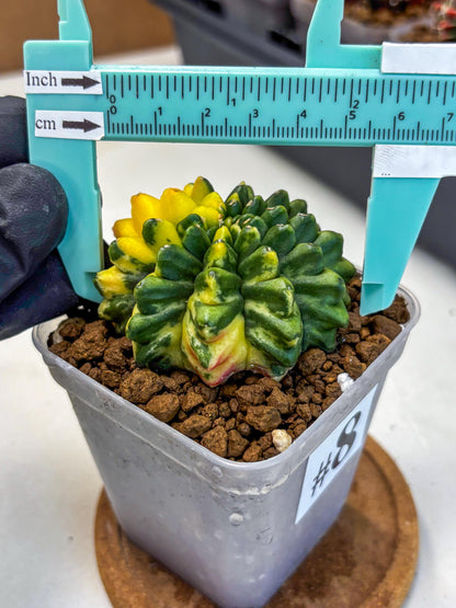 Gymnocalycium Inermis Var (gy5) (8) | Original Form