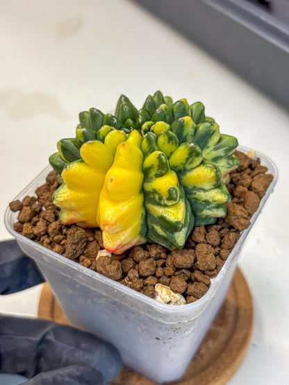 Gymnocalycium Inermis Var (gy5) (8) | Original Form