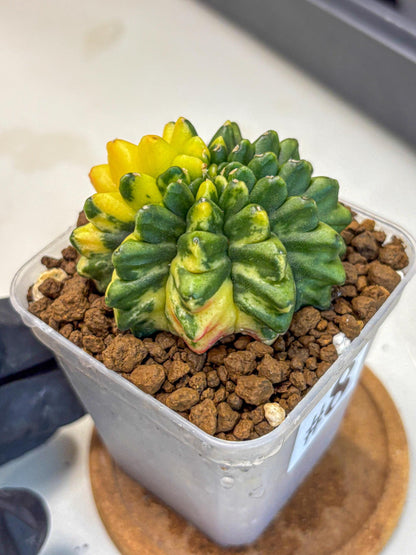 Gymnocalycium Inermis Var (gy5) (8) | Original Form