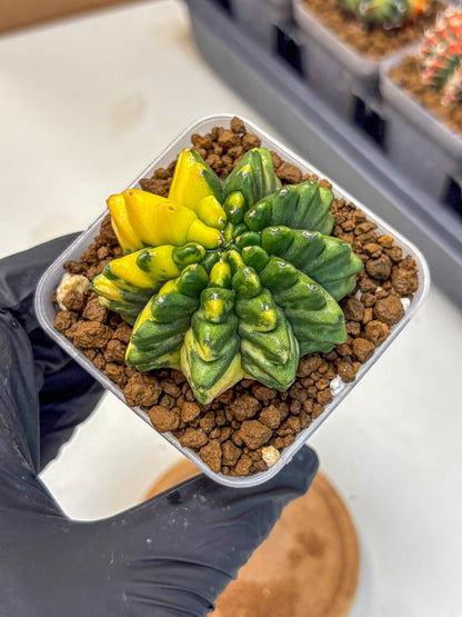 Gymnocalycium Inermis Var (gy5) (8) | Original Form