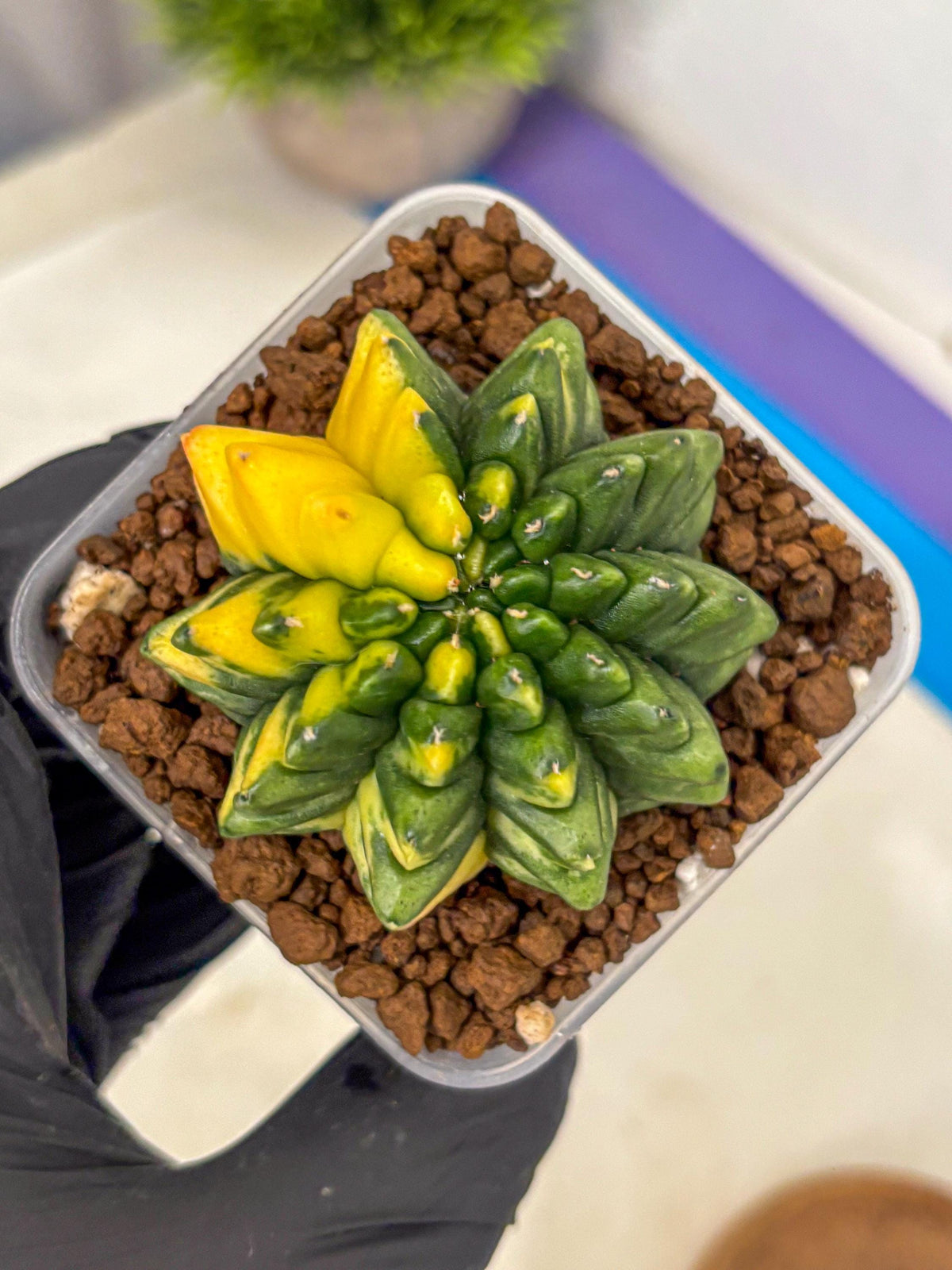Gymnocalycium Inermis Var (gy5) (8) | Original Form