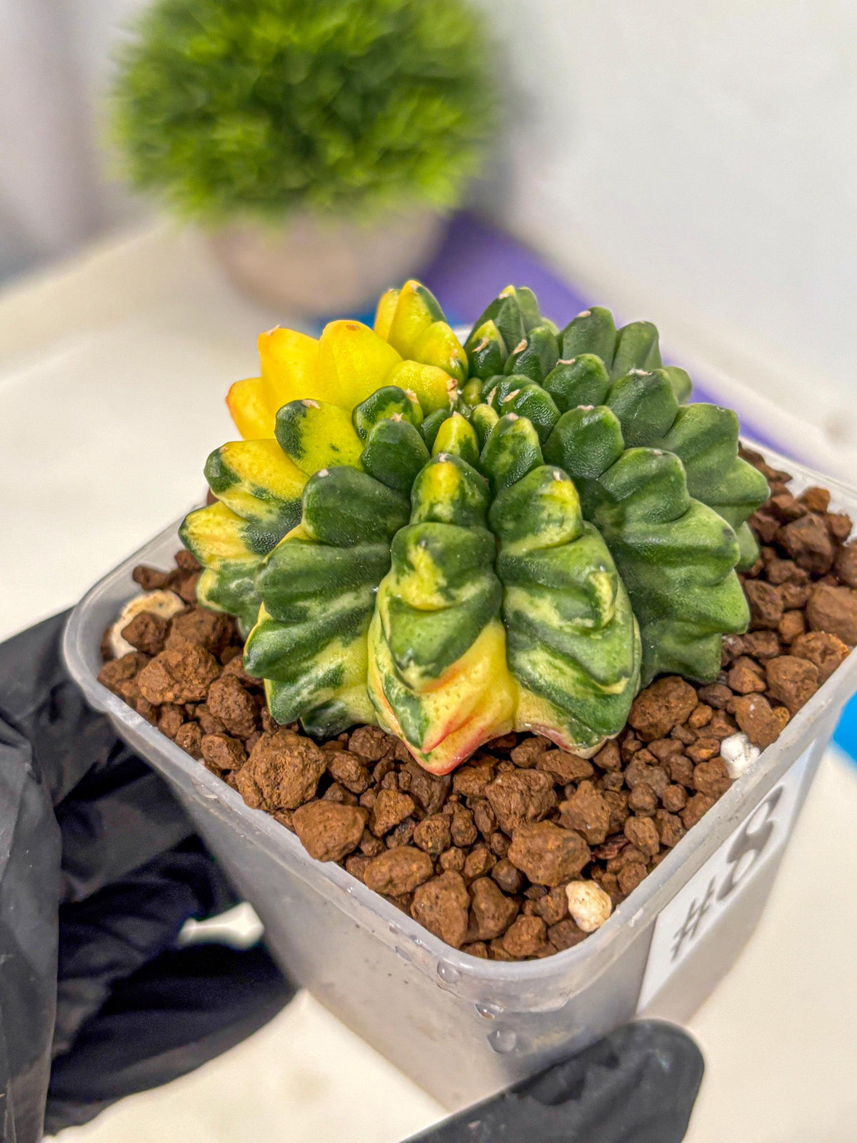 Gymnocalycium Inermis Var (gy5) (8) | Original Form
