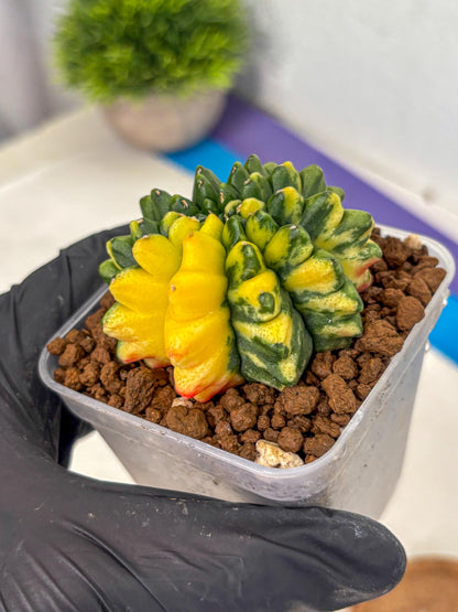 Gymnocalycium Inermis Var (gy5) (8) | Original Form
