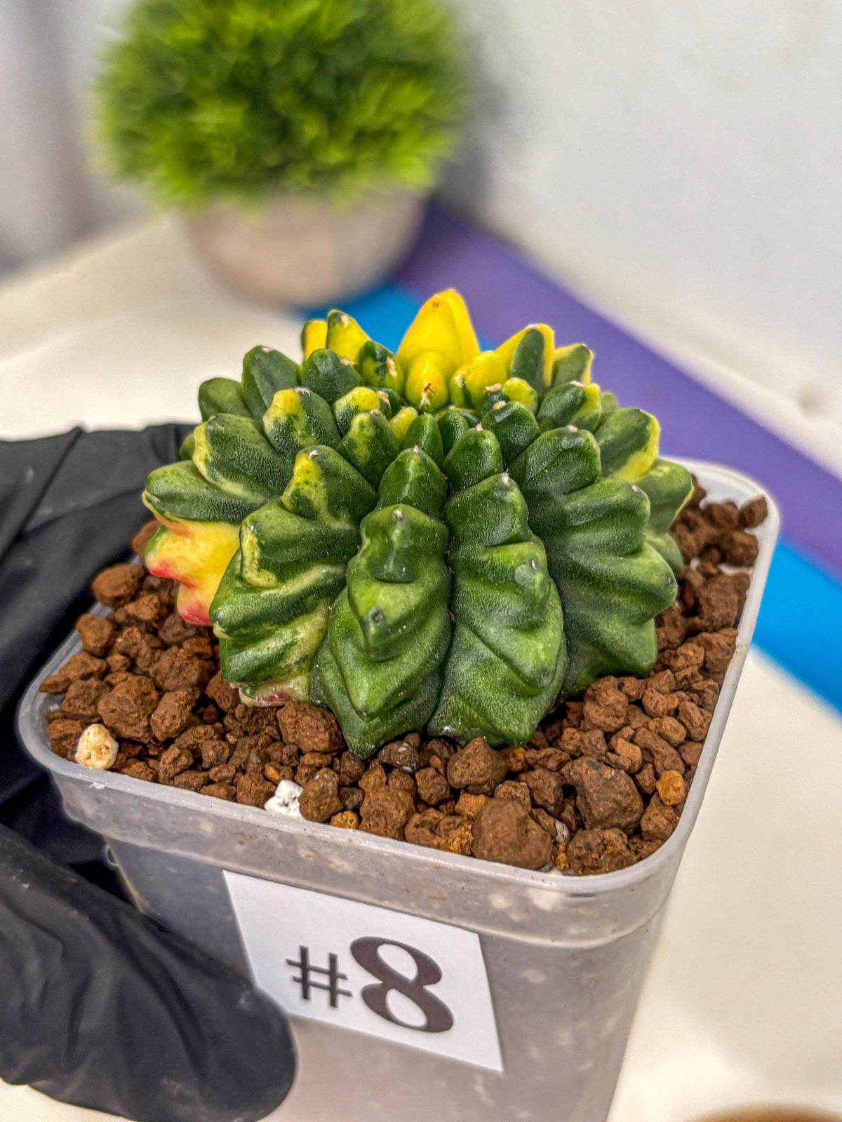Gymnocalycium Inermis Var (gy5) (8) | Original Form