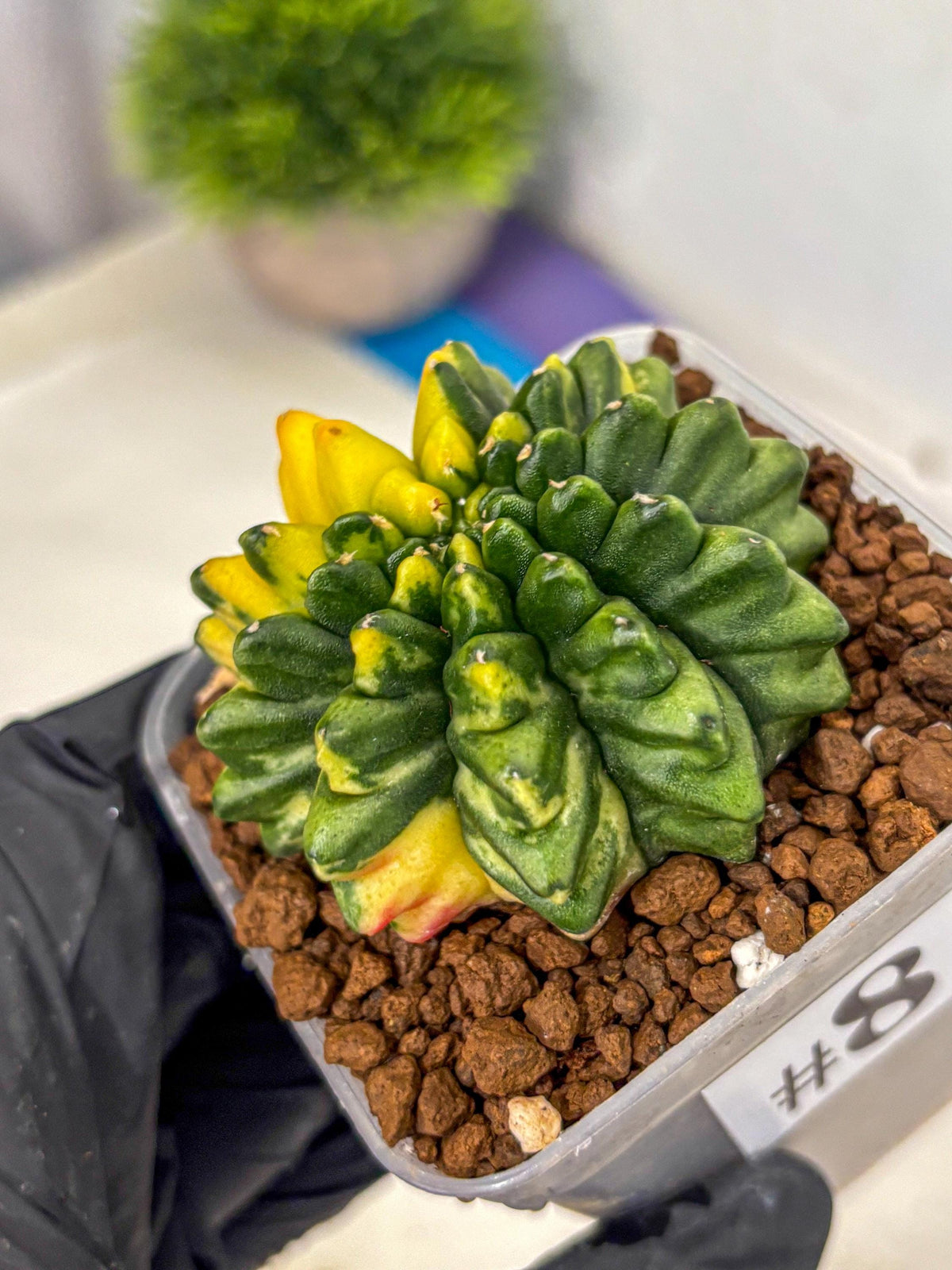 Gymnocalycium Inermis Var (gy5) (8) | Original Form