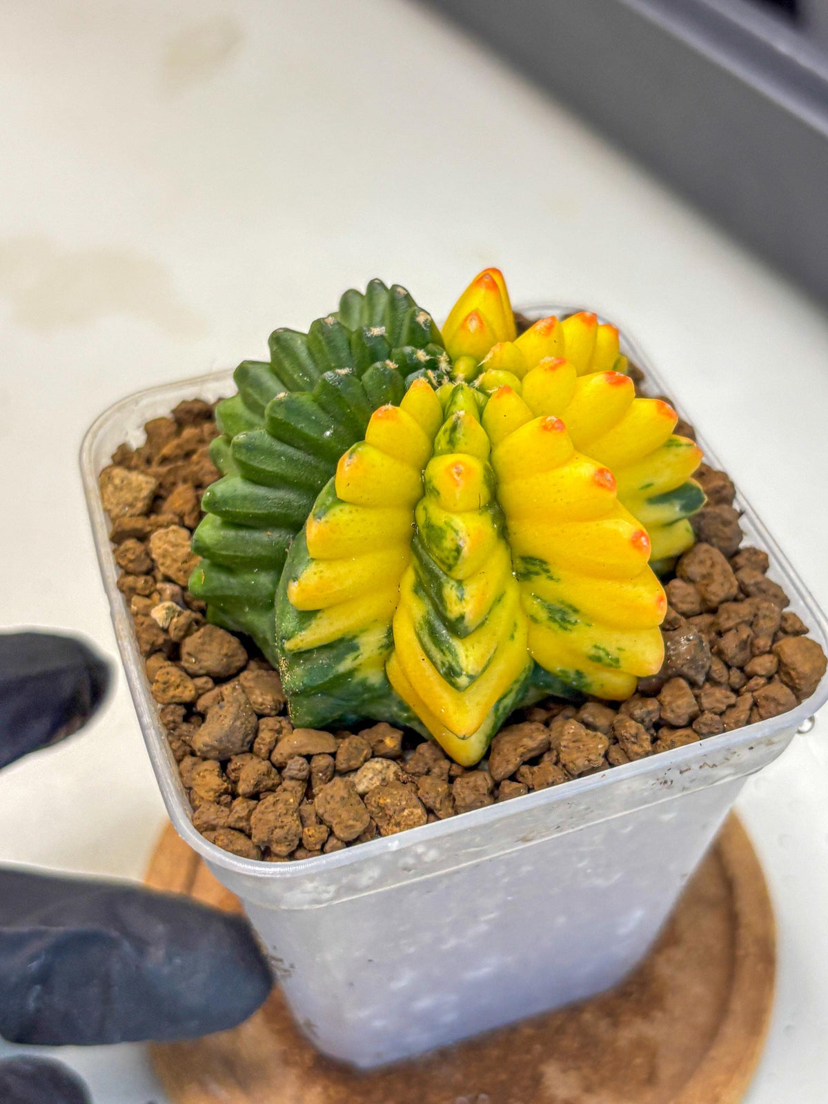 Gymnocalycium Inermis Var (gy5) (9) | Original Form