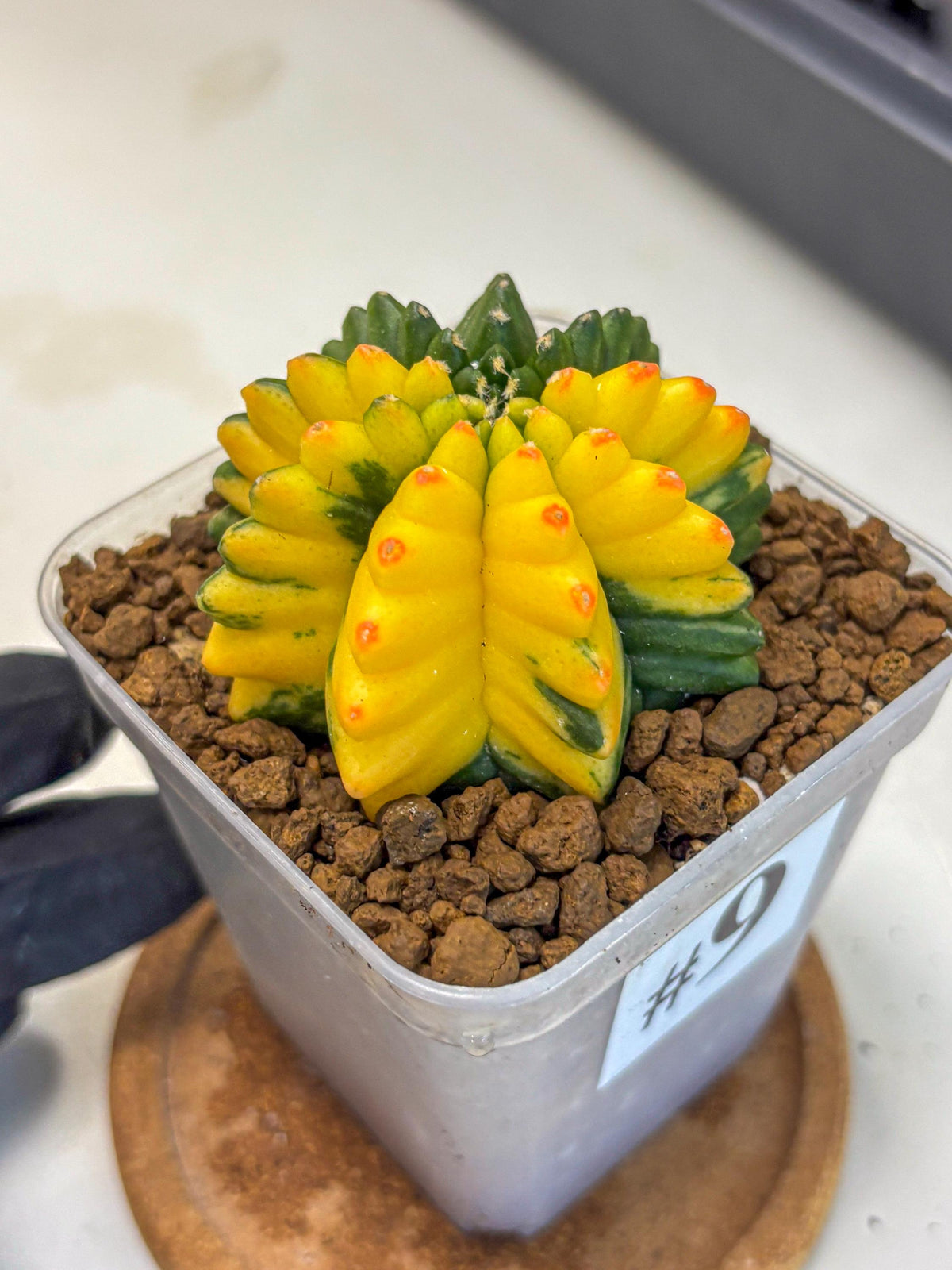 Gymnocalycium Inermis Var (gy5) (9) | Original Form