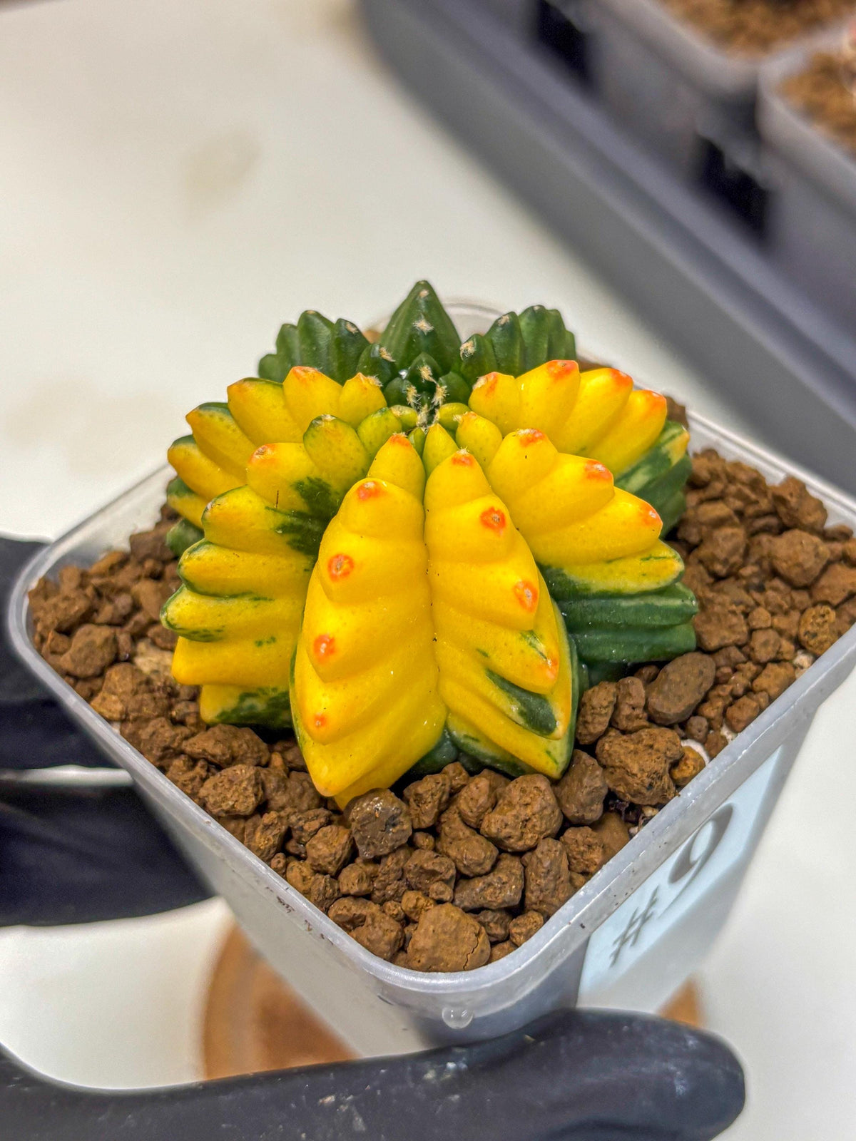 Gymnocalycium Inermis Var (gy5) (9) | Original Form