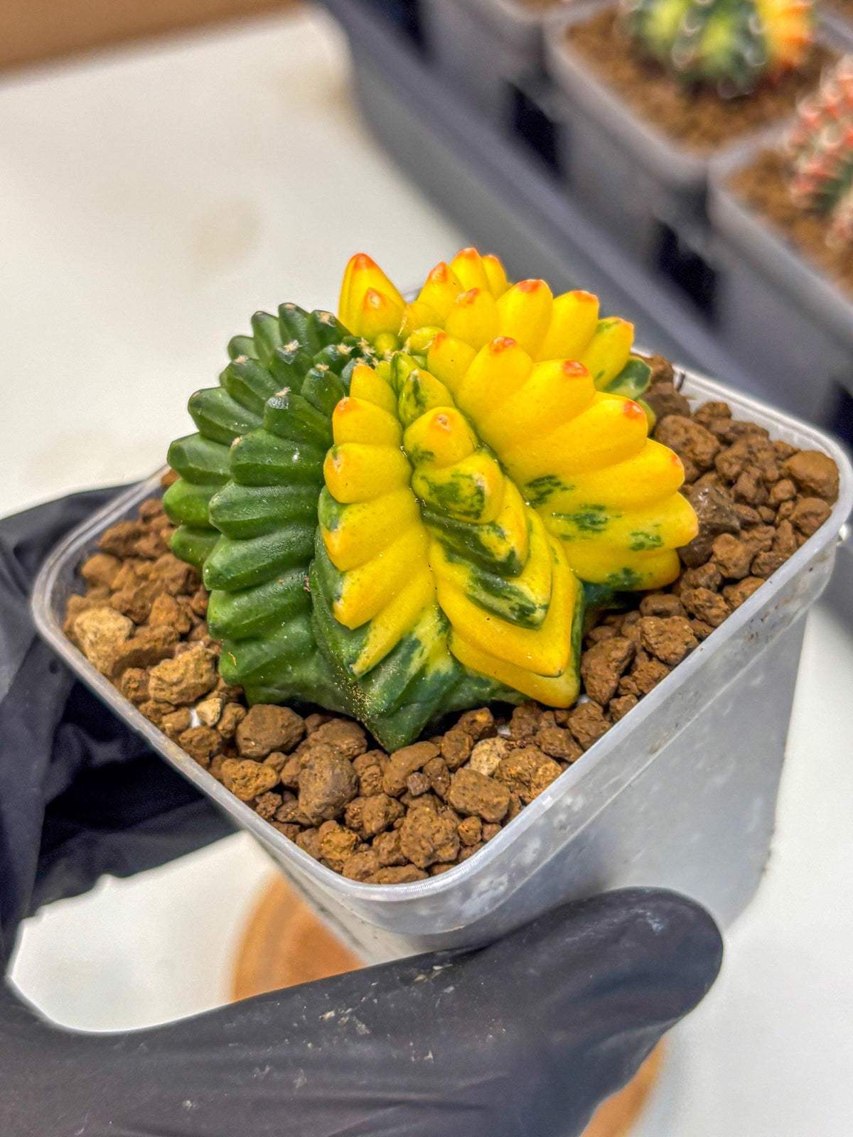 Gymnocalycium Inermis Var (gy5) (9) | Original Form