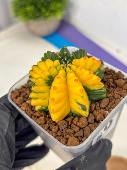 Gymnocalycium Inermis Var (gy5) (9) | Original Form