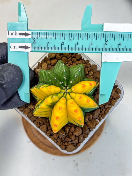 Gymnocalycium Inermis Var (gy5) (9) | Original Form