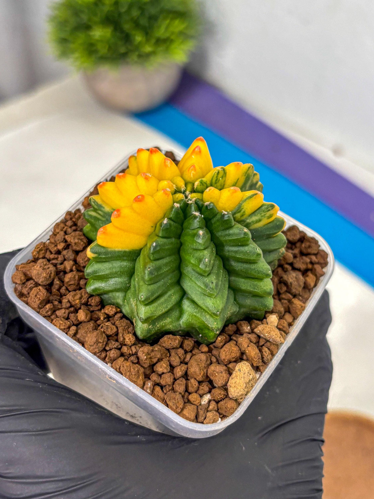 Gymnocalycium Inermis Var (gy5) (9) | Original Form