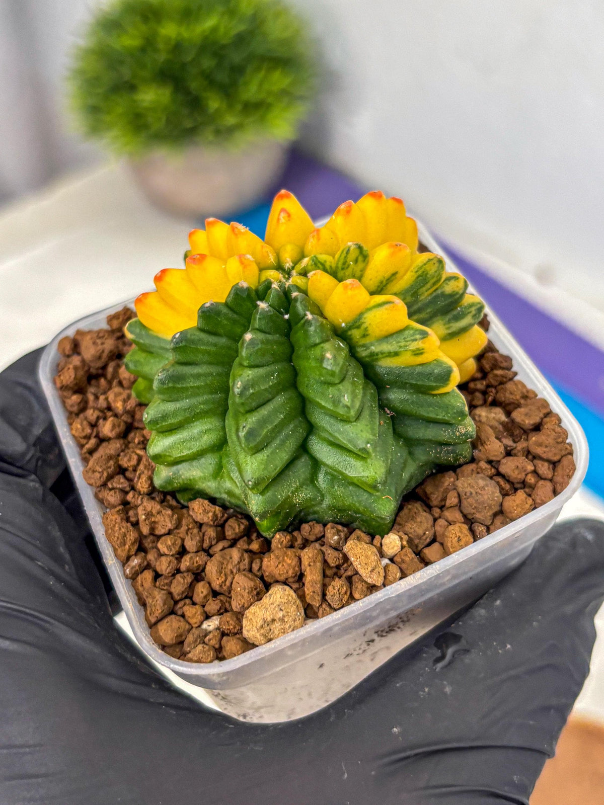 Gymnocalycium Inermis Var (gy5) (9) | Original Form