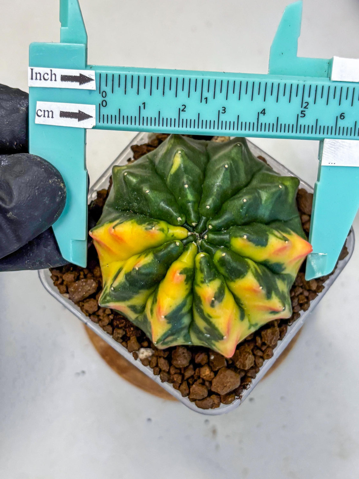 Gymnocalycium Inermis Var (gy5) (12) | Original Form