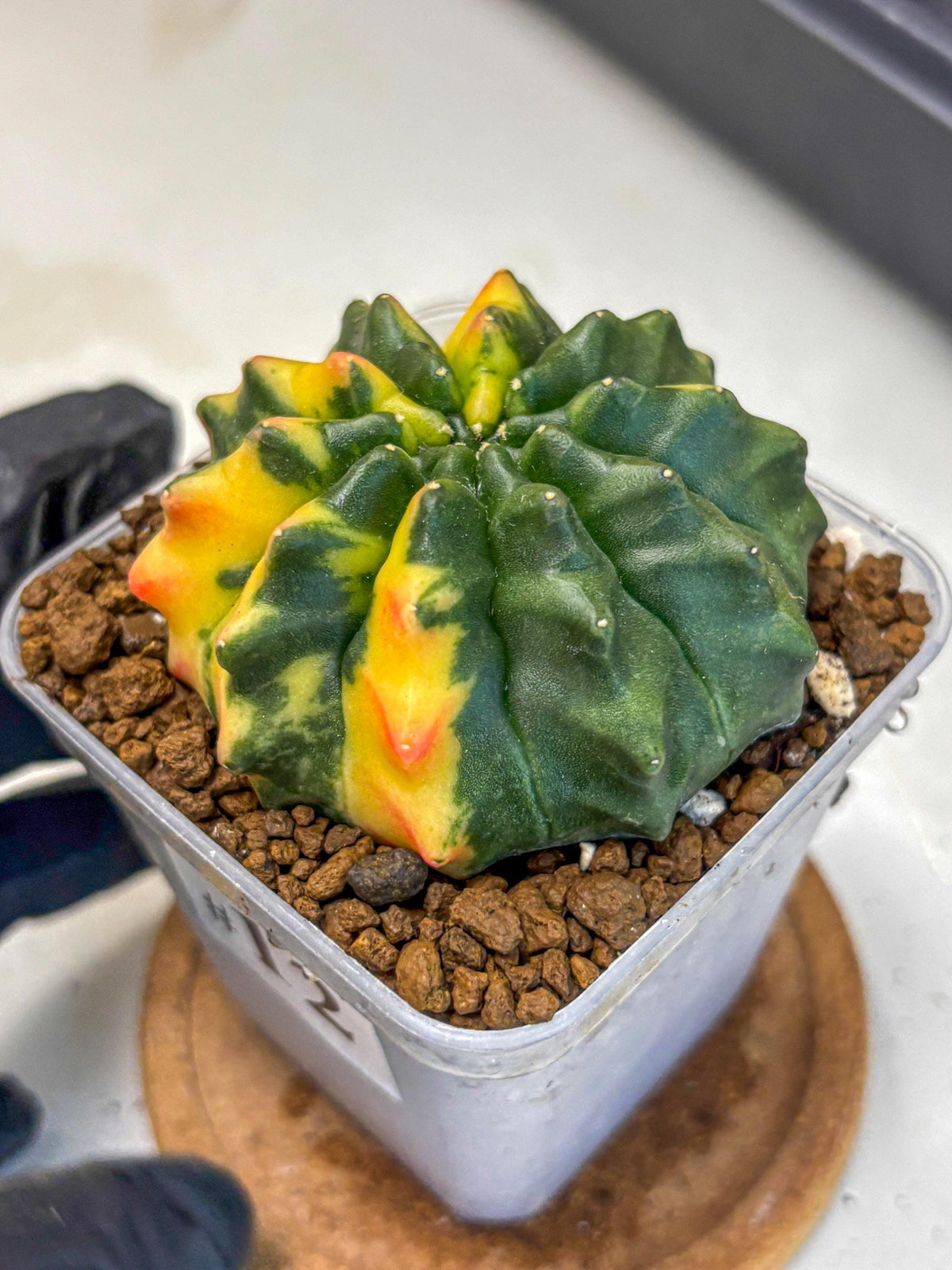 Gymnocalycium Inermis Var (gy5) (12) | Original Form