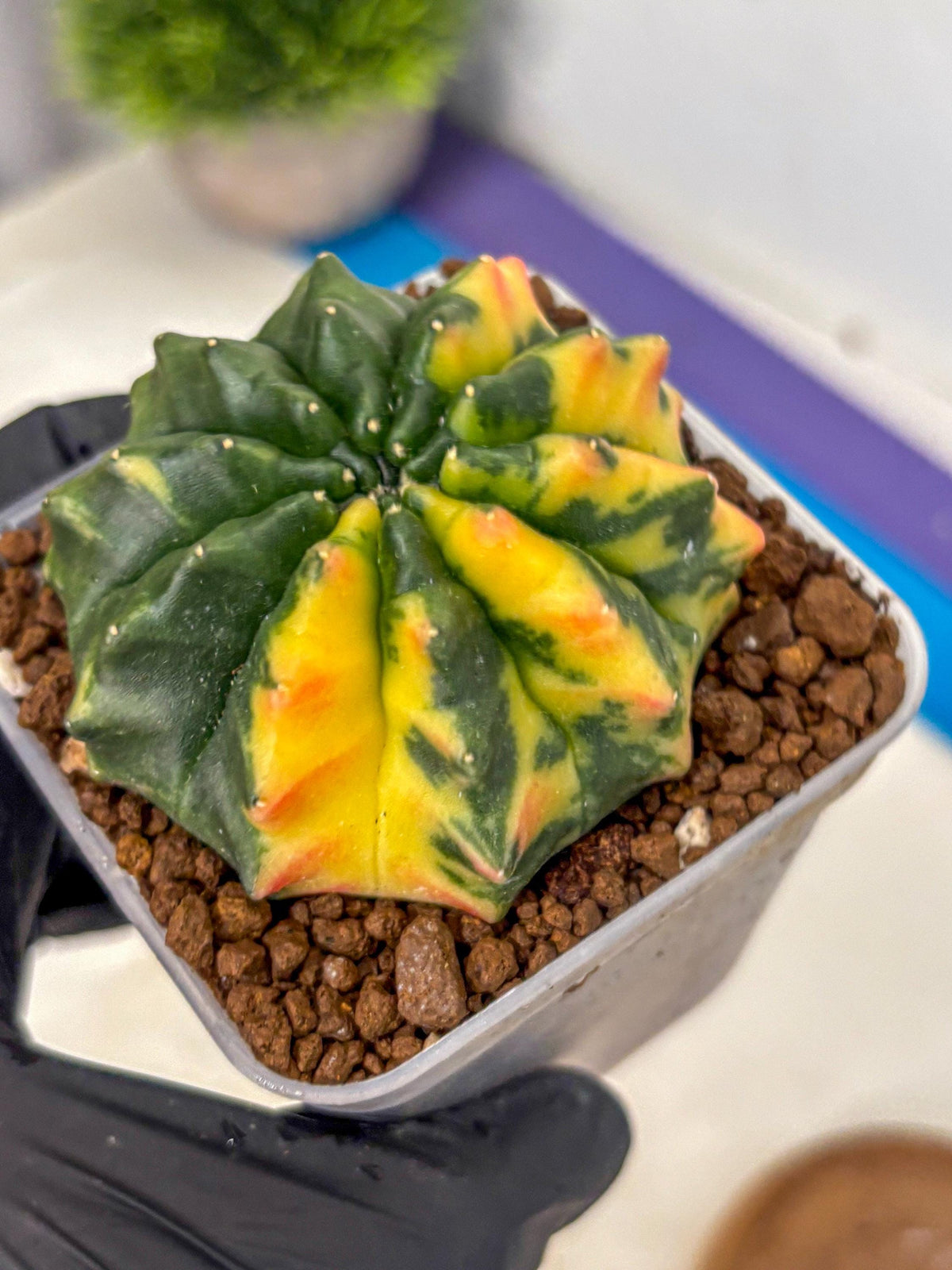 Gymnocalycium Inermis Var (gy5) (12) | Original Form
