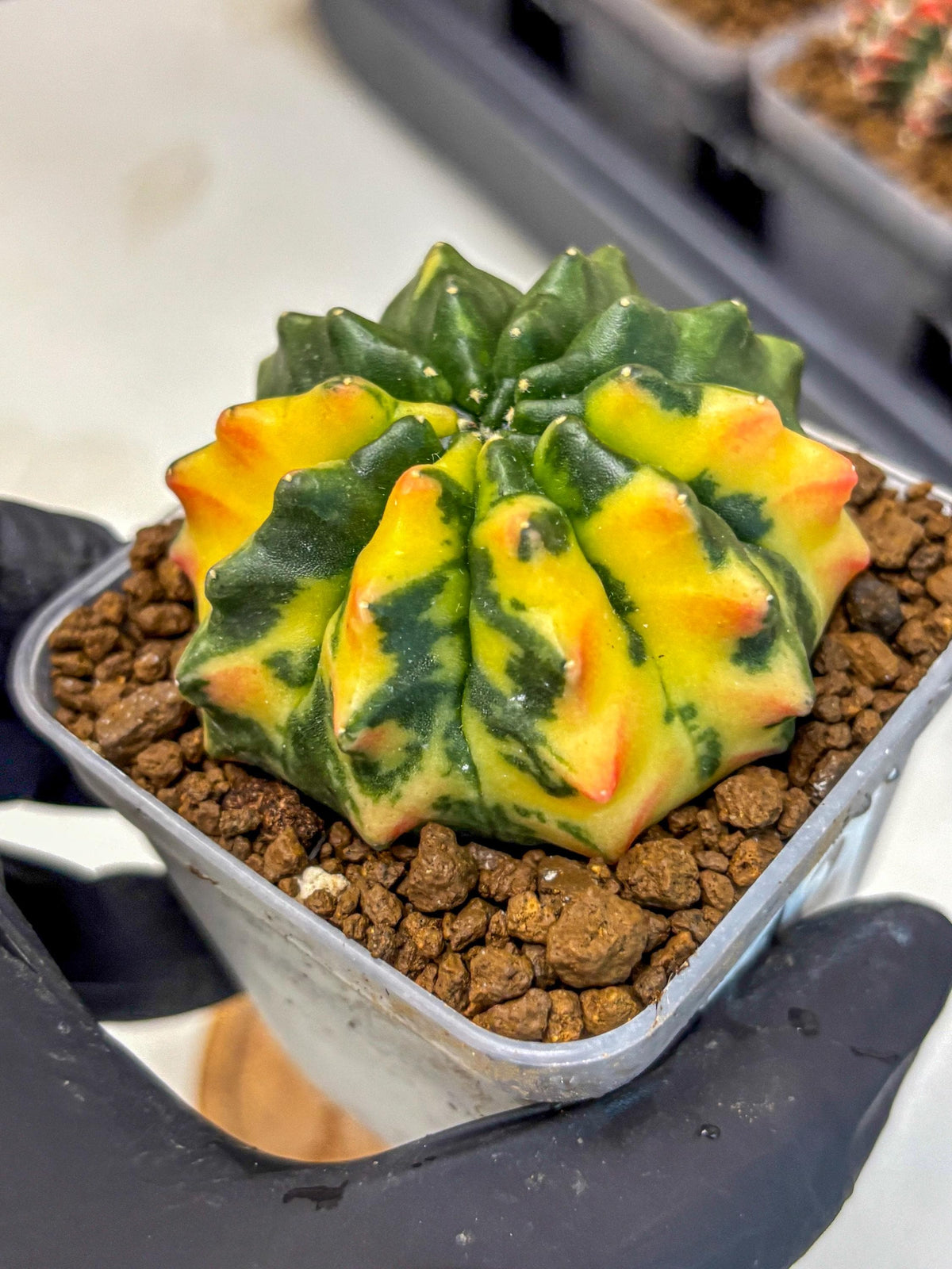 Gymnocalycium Inermis Var (gy5) (12) | Original Form