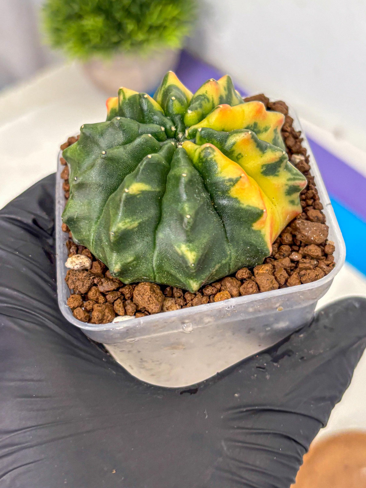 Gymnocalycium Inermis Var (gy5) (12) | Original Form